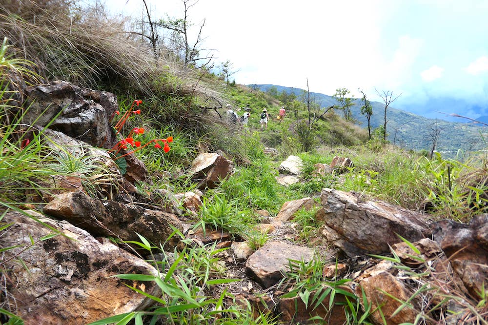 peru-hike-plants