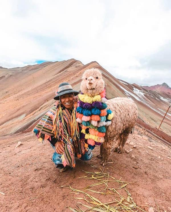 peru-llama